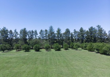 ||| LOTE DE TERRENO 5000M2 EN LAS MORITAS |||